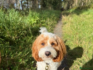 Cavapoo dogs - Advert 1