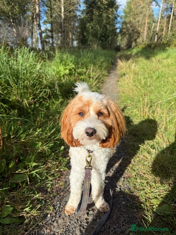 Cavapoo dogs - Advert 1