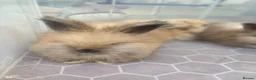 Angora rabbits for sale: Ready now !! Beautiful Angora rabbits - Advert 7