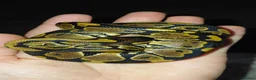 Python Snake reptiles for sale: 1 month old ball python and viv and accessories  - Advert 2