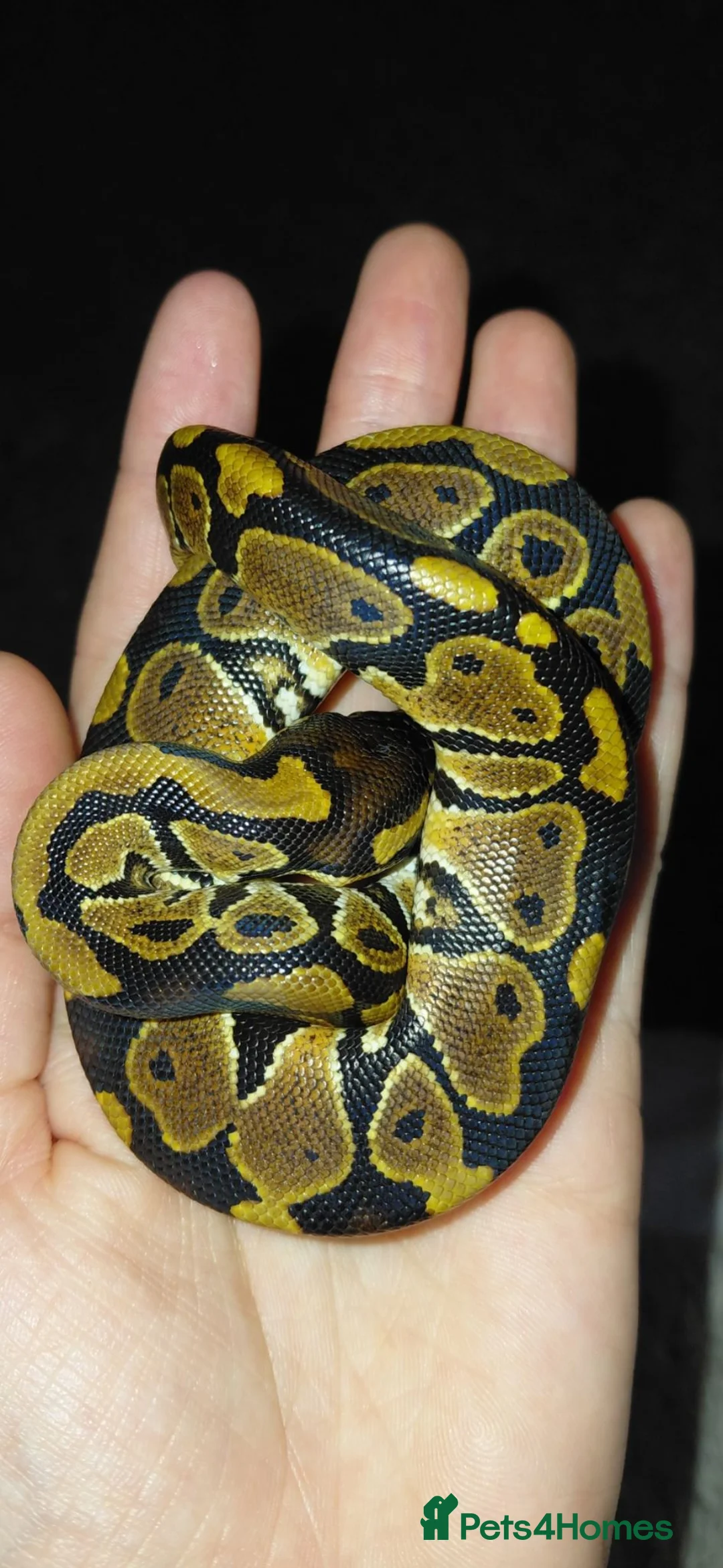 Python Snake reptiles for sale: 1 month old ball python and viv and accessories  - Advert 2
