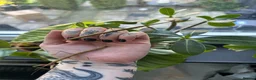 Mixed Breed invertebrates for sale: Slugs, Snails & Stick Insects For Sale 🌿 - Advert 10
