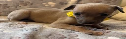 Whippet dogs for sale: Beautiful KC Whippet Puppies - Advert 9