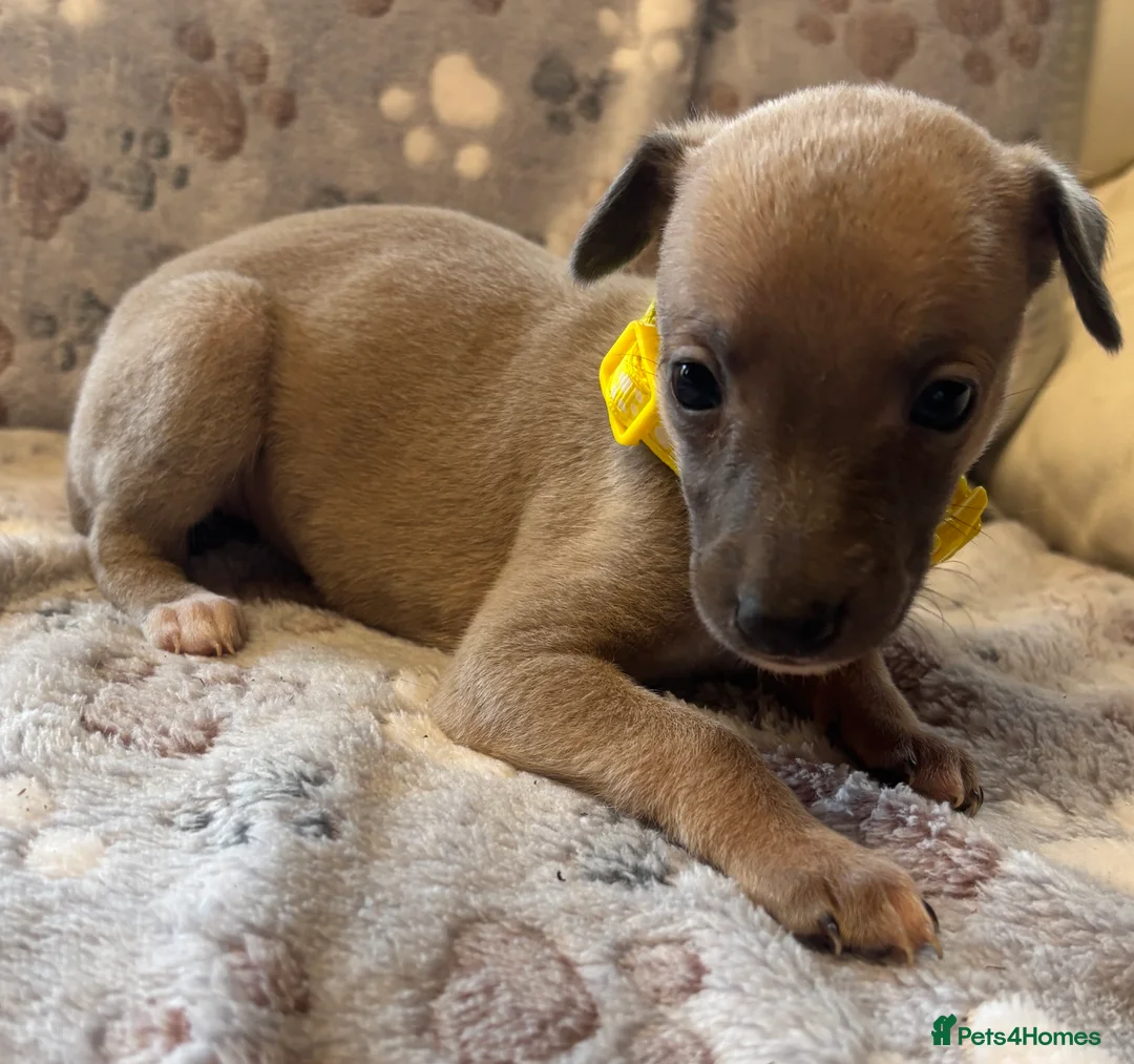 Whippet dogs for sale: Beautiful KC Whippet Puppies - Advert 9