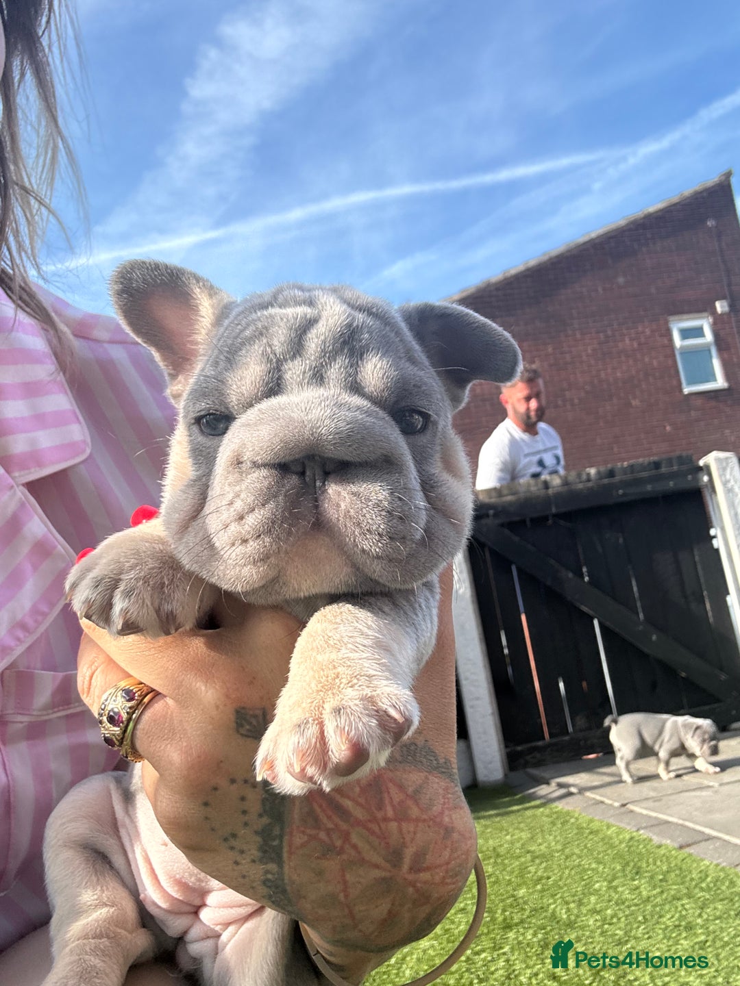 French Bulldog dogs for sale: French bulldog babies  - Image 32