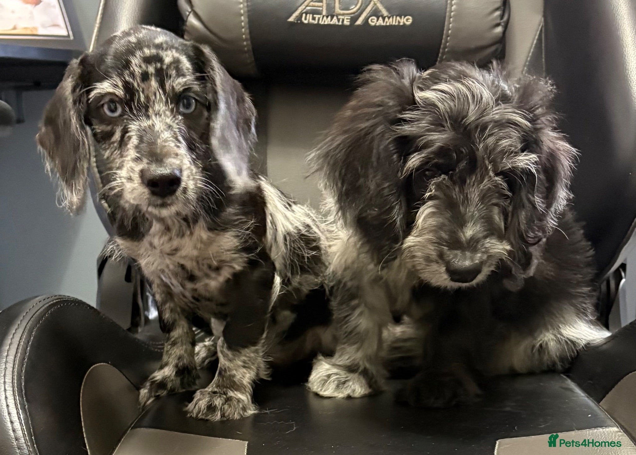 Doxiepoo dogs READY NOW  DOXIEPOOS BOTH PARENTS HEALTH TESTED  - Advert 2