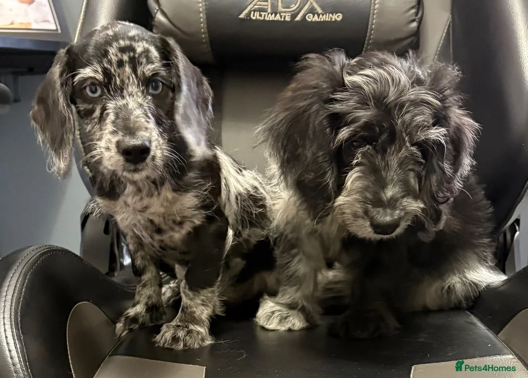Doxiepoo dogs for sale: READY NOW  DOXIEPOOS BOTH PARENTS HEALTH TESTED  - Advert 2