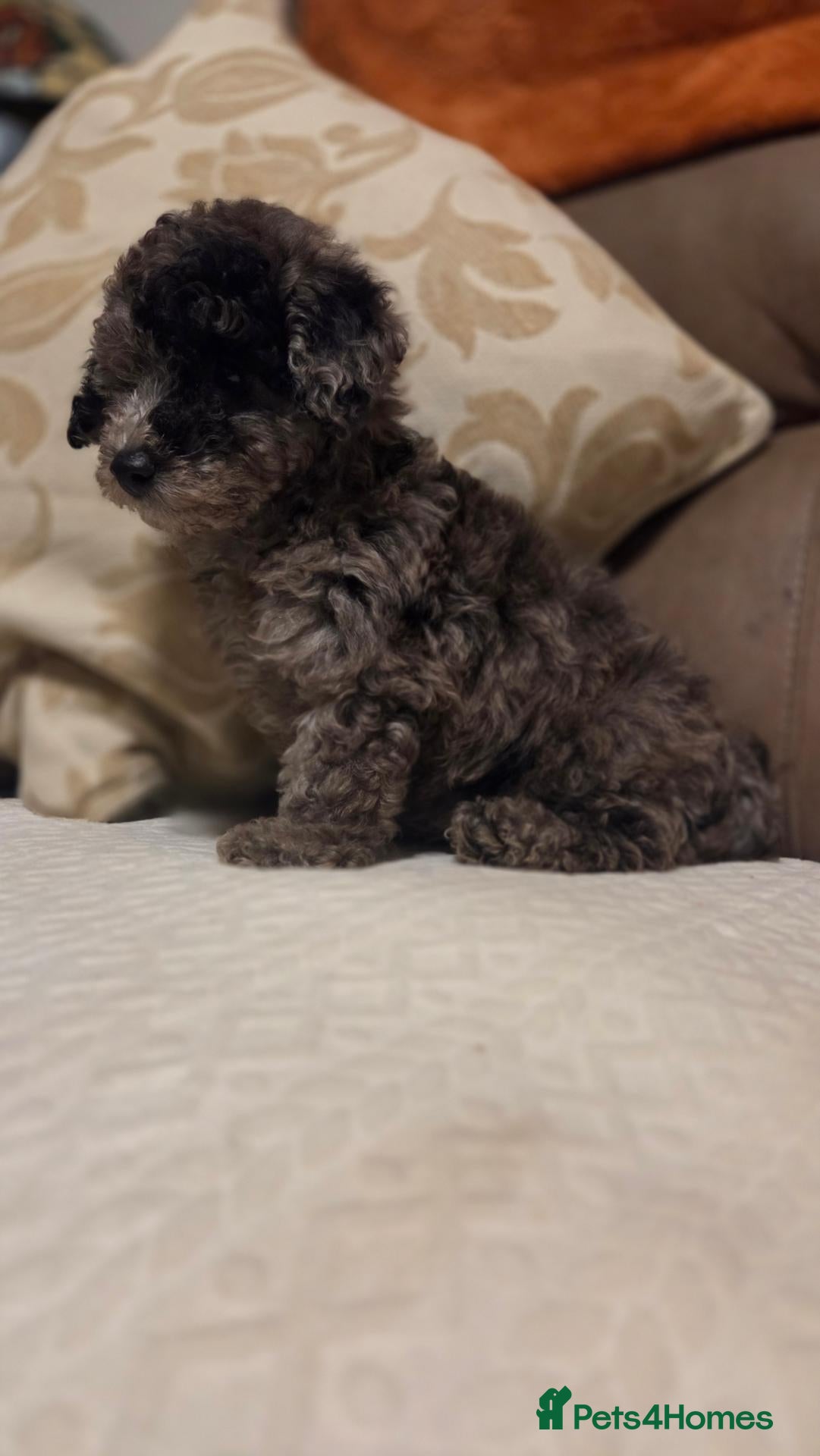 Toy Poodle dogs Toy poodle puppys - Advert 1