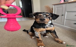 Mixed Breed dogs for sale: Bullweiler puppy  - Image 6