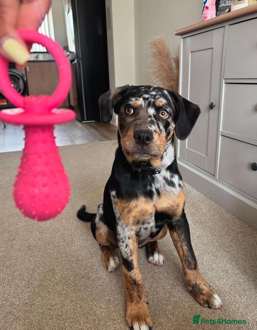 Mixed Breed dogs for sale: Bullweiler puppy  - Image 6