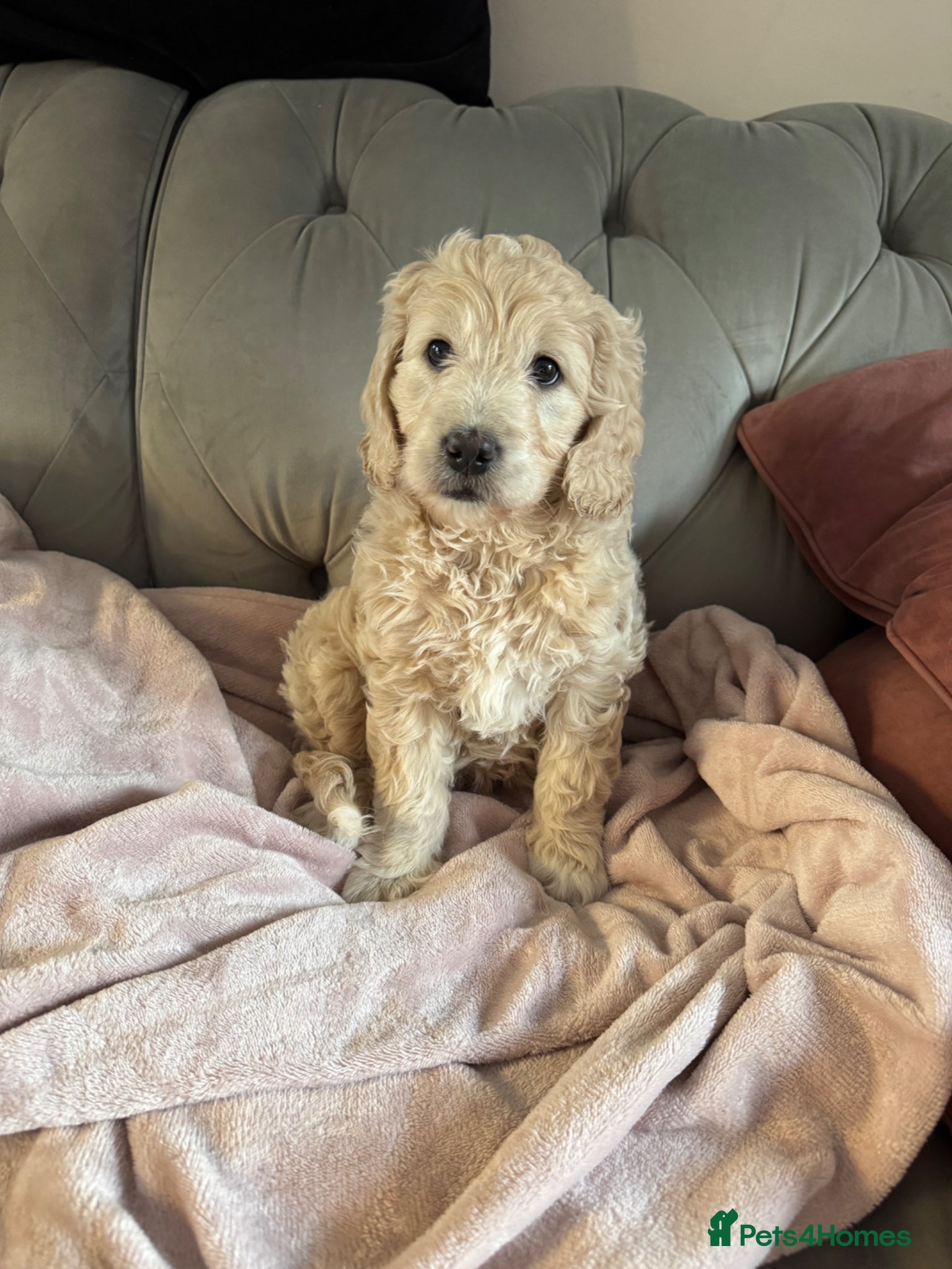 Goldendoodle dogs READY TOMORROW! Beautiful F1 mini Goldendoodle  - Advert 2