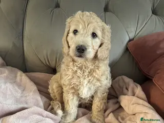 Goldendoodle dogs READY TOMORROW! Beautiful F1 mini Goldendoodle - Advert 2
