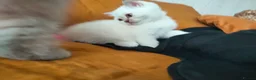 British Shorthair cats for sale: 2 rare Colour point British Shorthair kittens  - Advert 19