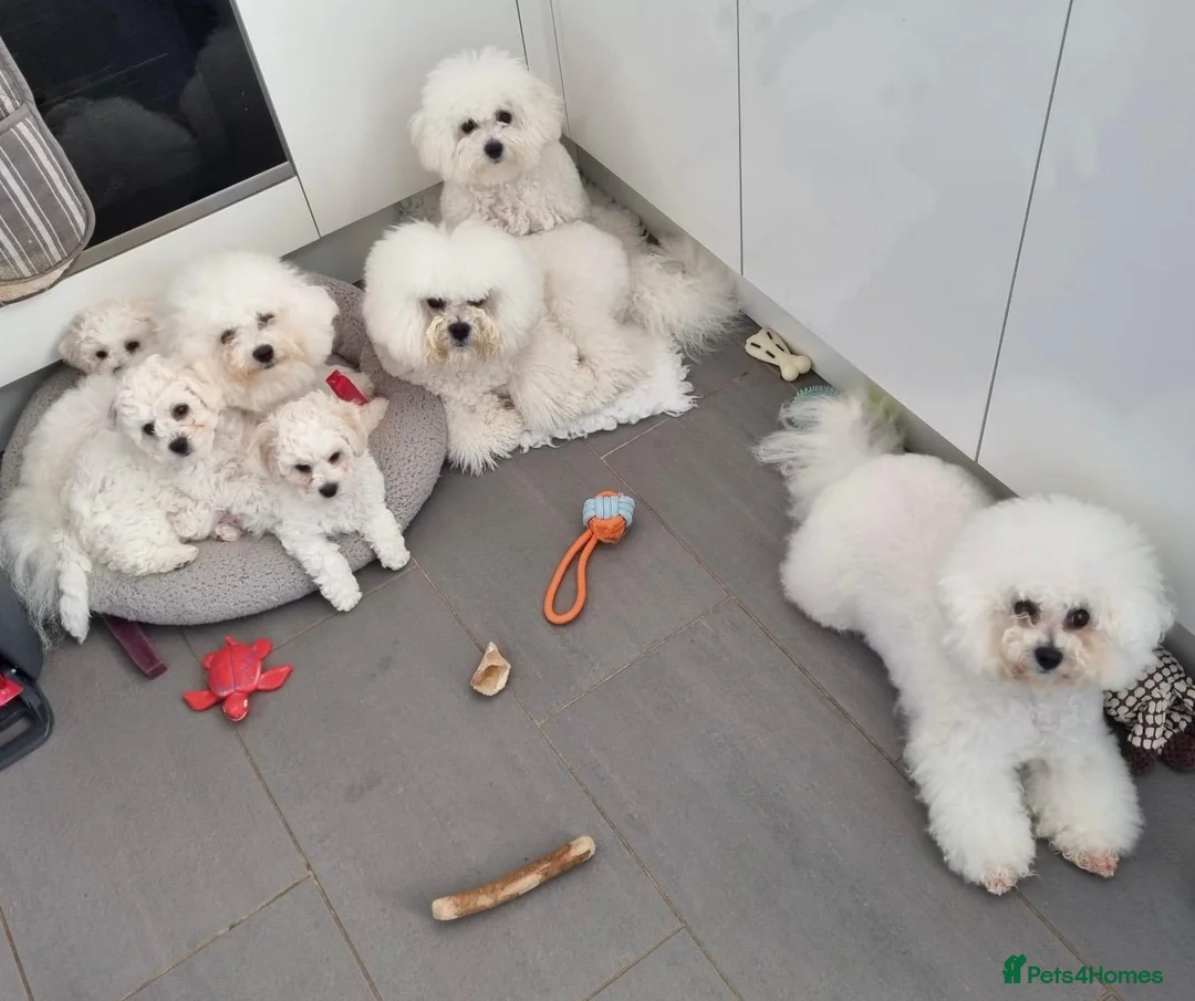Bichon Frise dogs for sale: One Beautiful Boy - Advert 7