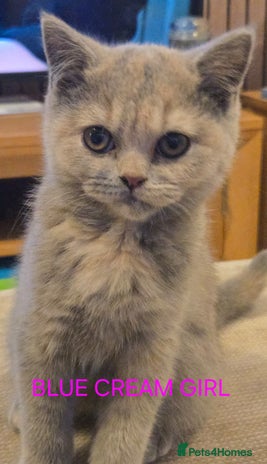 British Shorthair cats - Advert 3