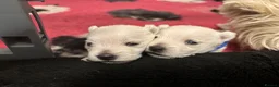 West Highland Terrier dogs for sale: KC gorgeous Westies puppies - Advert 4