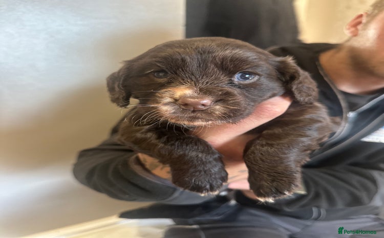 Cocker Spaniel dogs - Advert 6