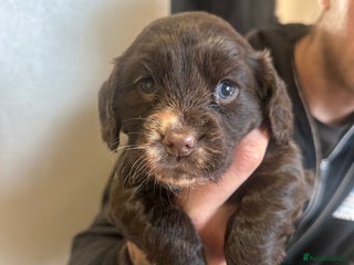 Cocker Spaniel dogs - Advert 12