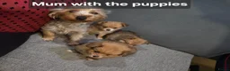 Mixed Breed dogs for sale: 3 super fluffy  puppies  - Advert 9