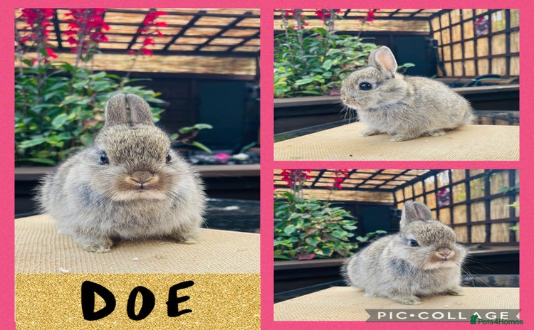 Netherland Dwarf rabbits - Advert 4