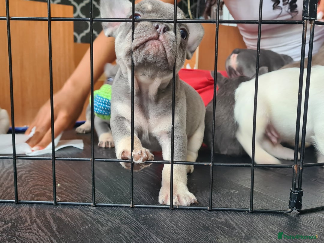 French Bulldog dogs for sale: Big Perm, fluffy and furnished frenchies  - Image 37