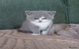British Shorthair cats for sale: Gorgeous British short-hair kittens  - Image 11