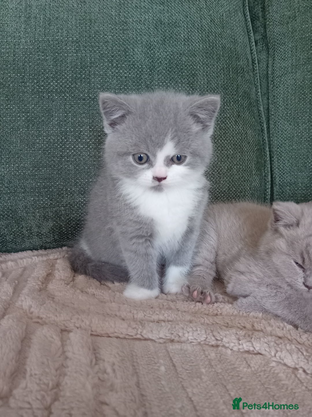 British Shorthair cats for sale: Gorgeous British short-hair kittens  - Image 11