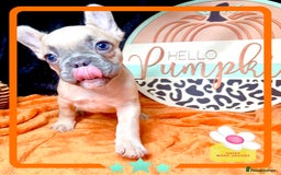 French Bulldog dogs for sale: Hello Pumpkin KC Frenchie Bulldogs A* Ready Soon! - Image 17