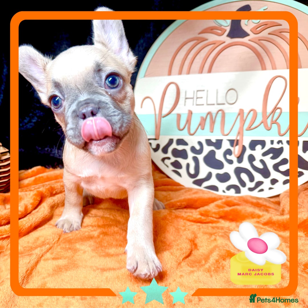French Bulldog dogs for sale: Hello Pumpkin KC Frenchie Bulldogs A* Ready Soon! - Image 17