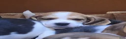 Beagle dogs for sale: Beagle puppies  - Advert 2