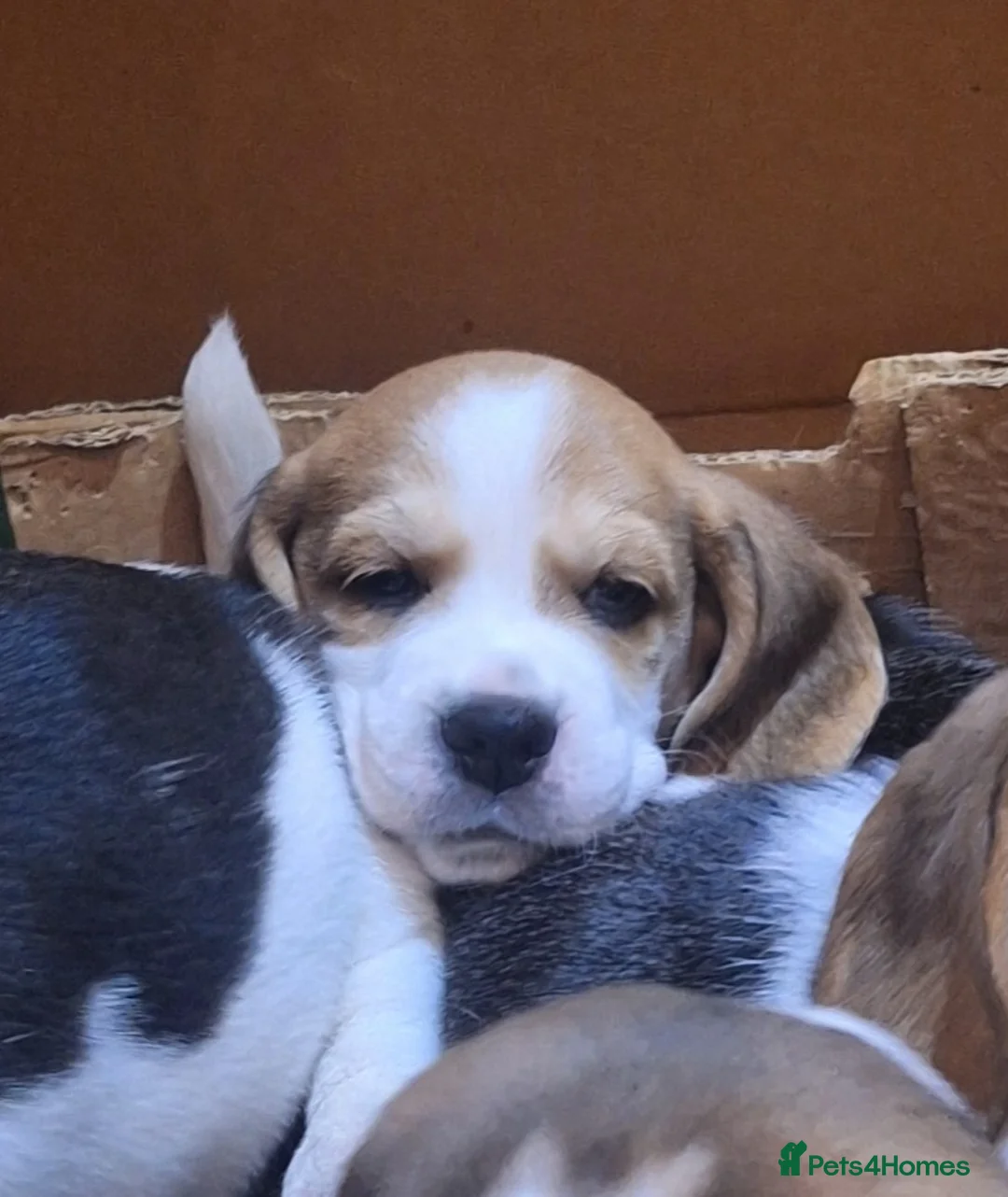 Beagle dogs for sale: Beagle puppies  - Advert 2