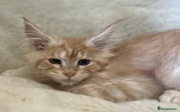 Maine Coon cats for sale: Stunning Mainecoon kittens  - Image 9
