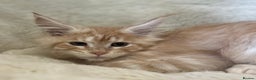 Maine Coon cats for sale: Stunning Mainecoon kittens  - Advert 12