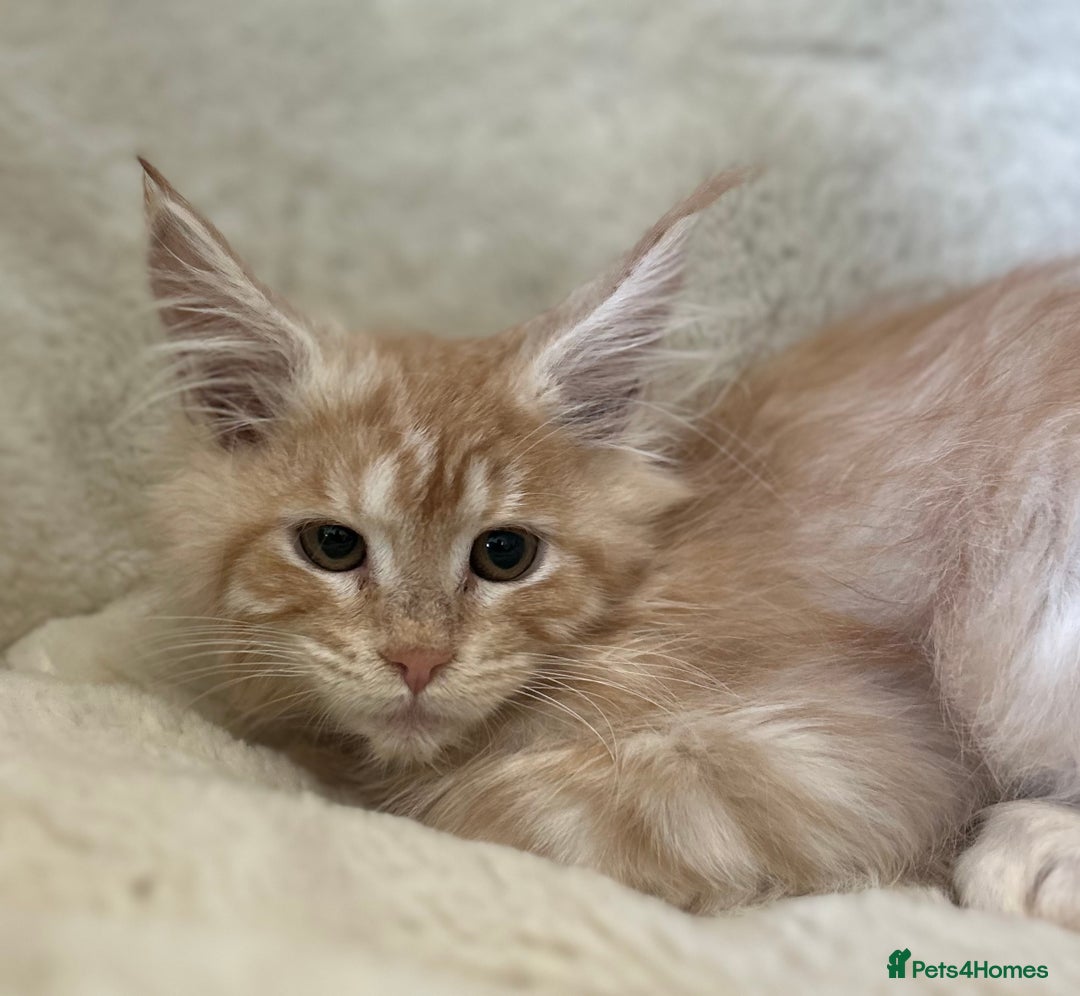 Maine Coon cats for sale: Stunning Mainecoon kittens  - Image 9
