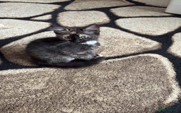 Domestic Shorthair cats for sale: Tabbies - Image 8