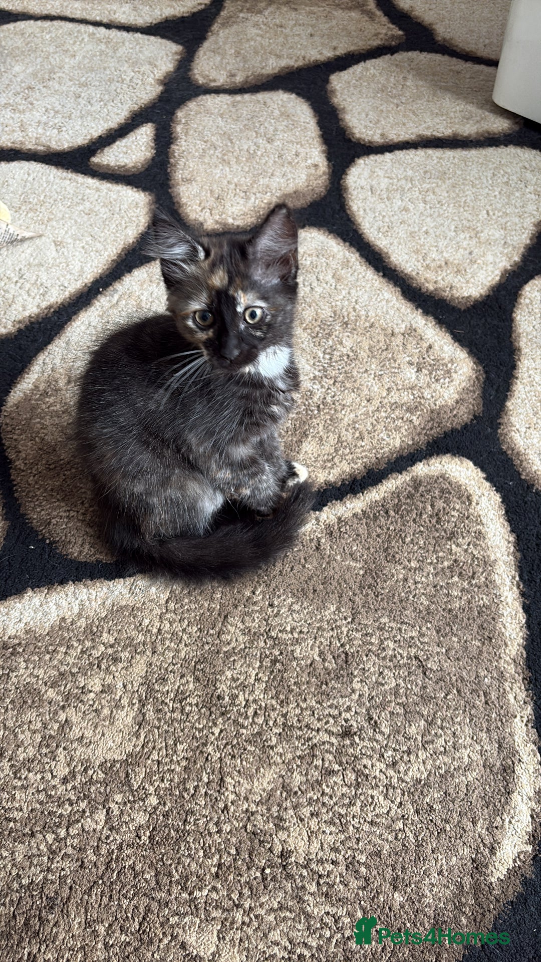 Domestic Shorthair cats for sale: Tabbies - Image 8