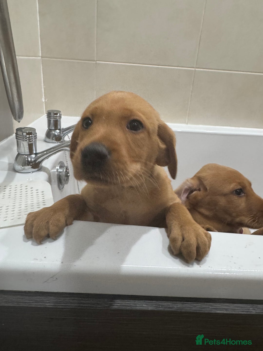 Labrador Retriever dogs for sale: Beautiful kc reg Labrador pups - Image 7