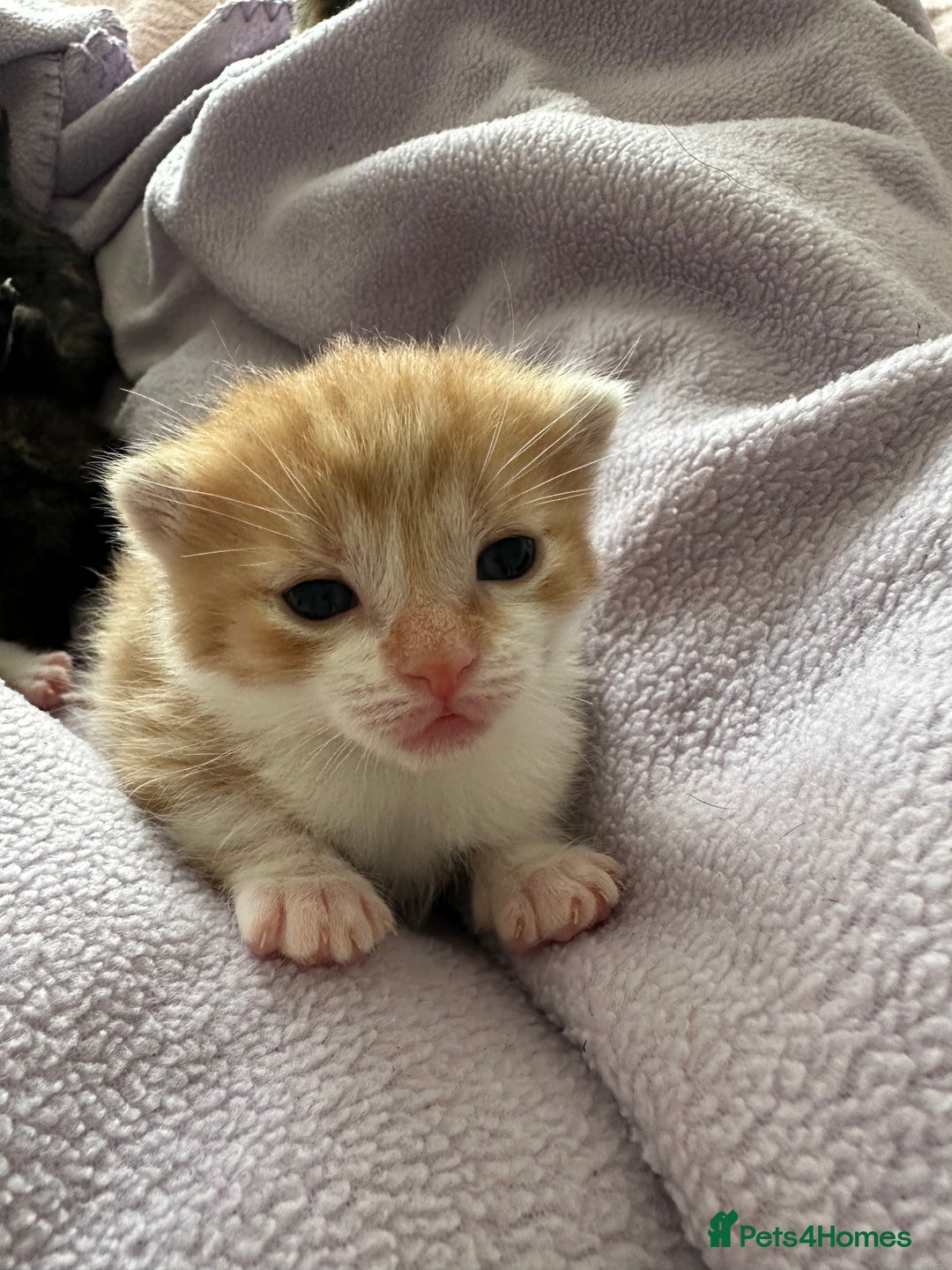 Domestic Shorthair cats for sale: 8 Beautiful kittens with stunning markings  - Image 9