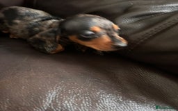 Miniature Dachshund dogs for sale: Dachshund puppies boys and girls ready now - Image 20