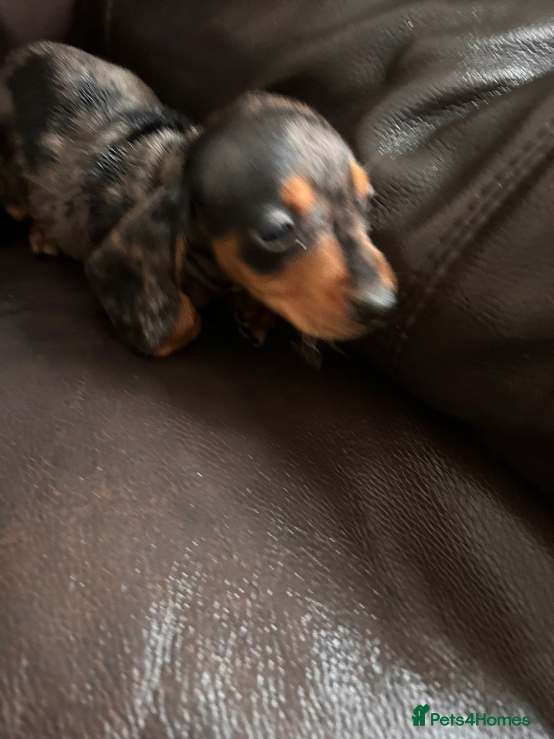 Miniature Dachshund dogs for sale: Dachshund puppies boys and girls ready now - Image 20