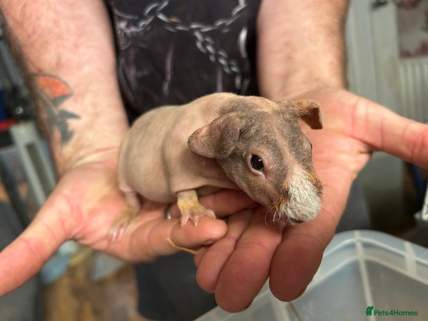 Guinea Pig rodents in Doncaster - Advert 2