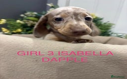 Miniature Dachshund dogs for sale: **MINIATURE DACHSHUND PUPPIES **  - Image 7
