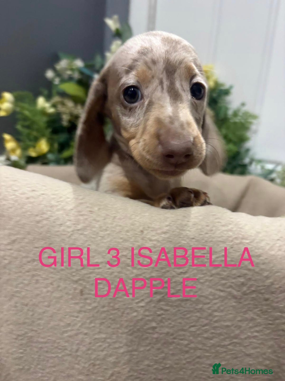 Miniature Dachshund dogs for sale: **MINIATURE DACHSHUND PUPPIES **  - Image 7