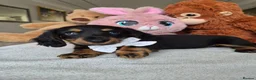 Miniature Dachshund dogs for sale: Beautiful Miniature Dachshund Ready to leave!♥️💙 - Advert 37