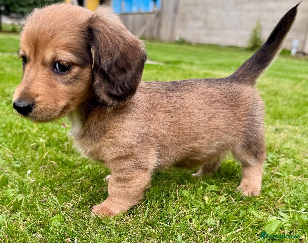 Miniature Dachshund dogs for sale: Red long haired shaded red  - Image 7