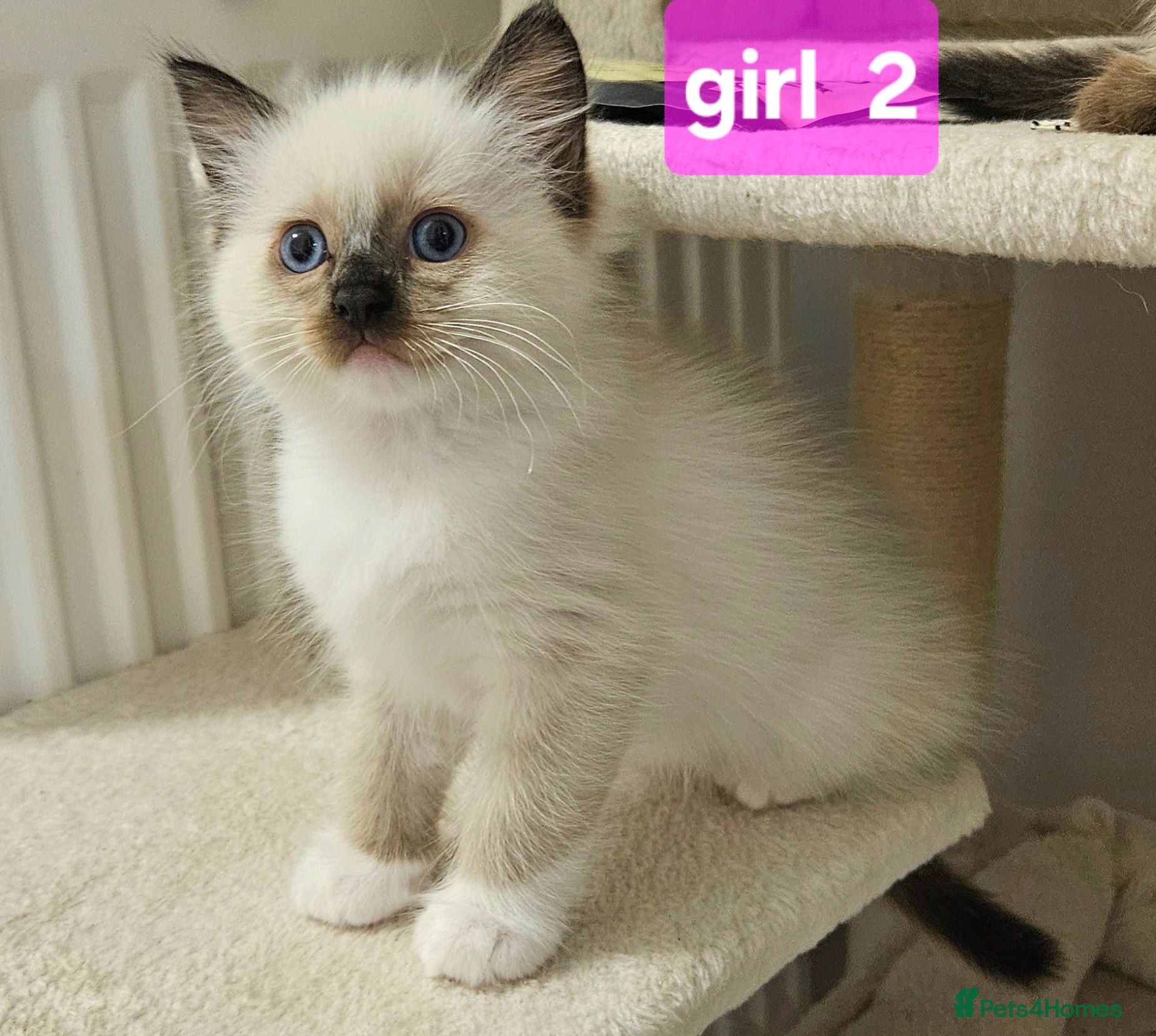 Ragdoll cats Stunning Ragdoll Kittens Available - Advert 2