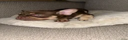 French Bulldog dogs for sale: Fluffy Gene French Bulldogs  in Glasgow - Advert 10
