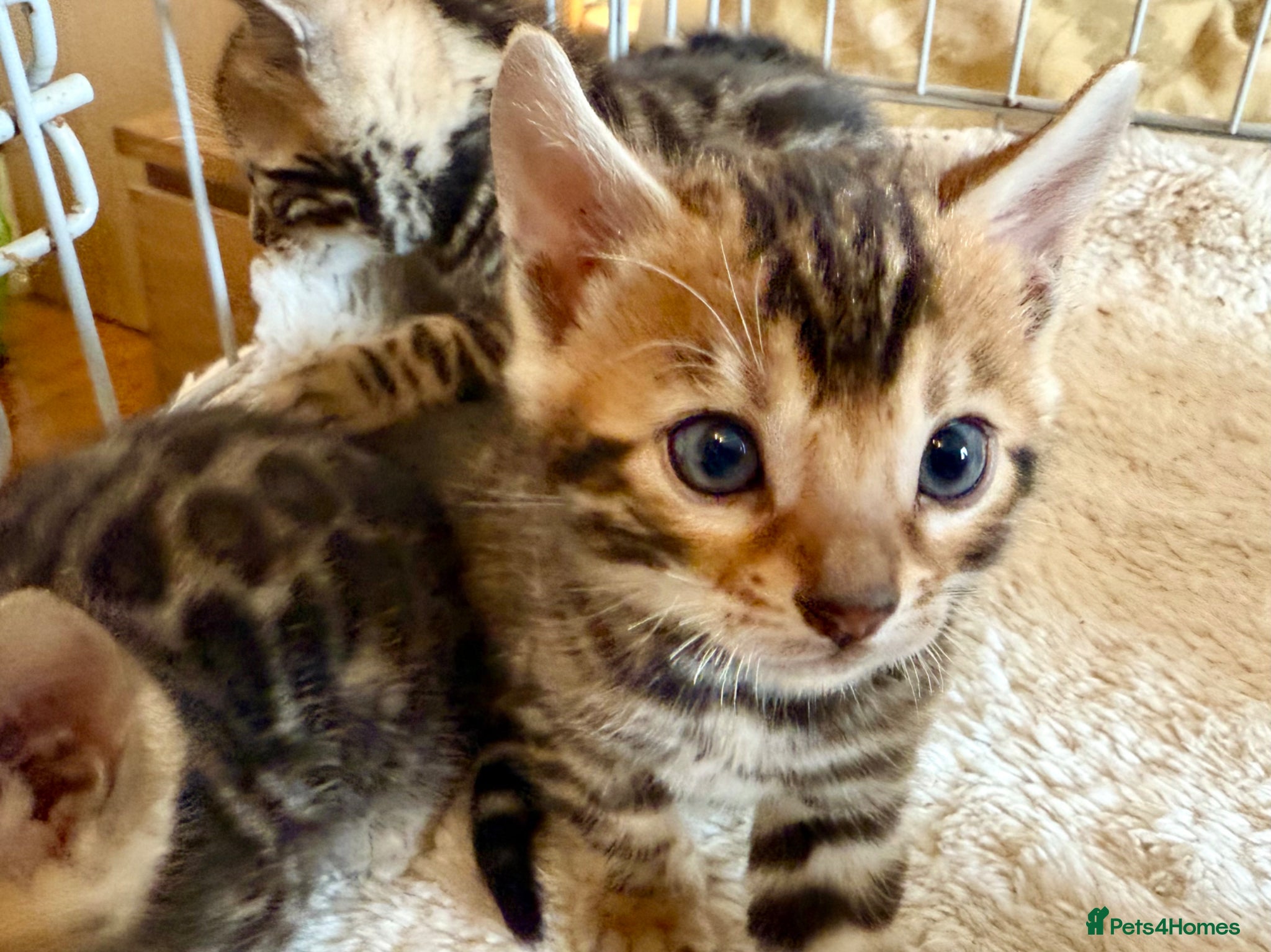 Bengal cats Outstanding Pedigree TICA Bengal Kittens - Advert 1