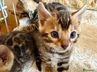 Bengal cats for sale: Outstanding Pedigree TICA Bengal Kittens - Advert 1