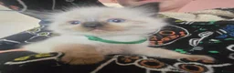 Ragdoll cats for sale: Just 2 left: Purebred female Ragdoll kittens - Advert 25